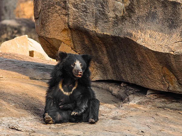 Image: Sloth Bear 3302