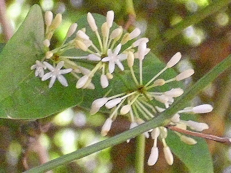 File:Smilax aspera Inflorescencia 2011-9-25 SierraMadrona.jpg