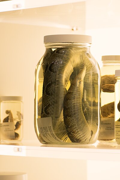 File:Snake in a jar (42741901092).jpg