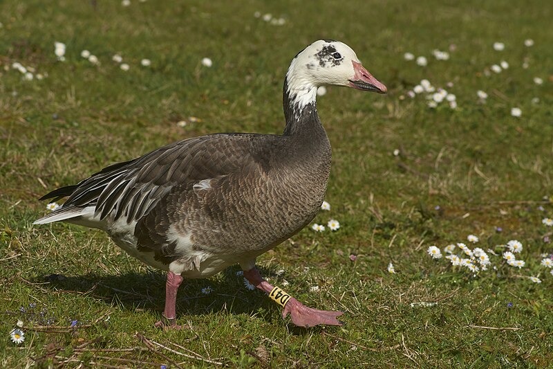 File:Snow goose (Anser caerulescens), blue morph.jpg