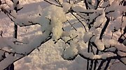 Миниатюра для Файл:Snowy bushes in evening.jpg