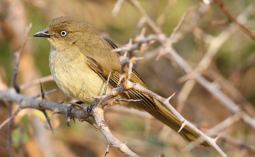 Sombre greenbul, Andropadus importunus