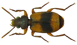 Somotrichus unifasciatus