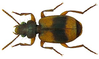 <i>Somotrichus</i> Genus of beetles