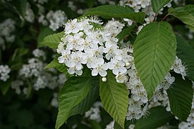 Sorbus-alnifolia-flores.JPG