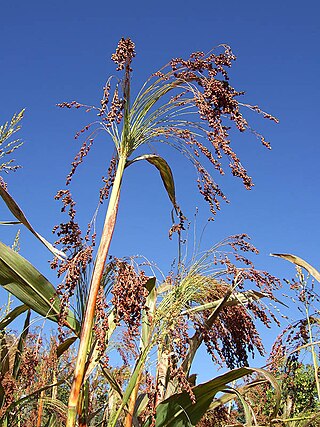 <i>Sorghum arundinaceum</i> Species of plant