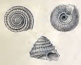 <i>Spectamen mutabilis</i> Species of gastropod