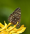 Adult, ventral view of wings.