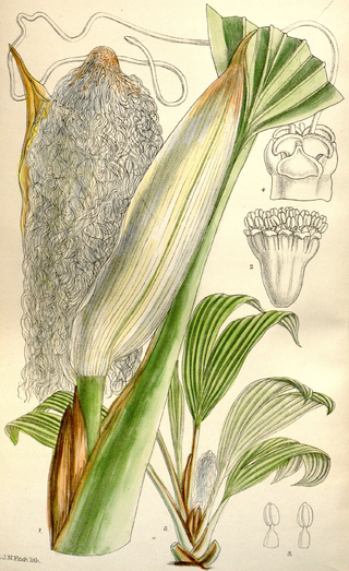 <i>Sphaeradenia</i> Genus of plants