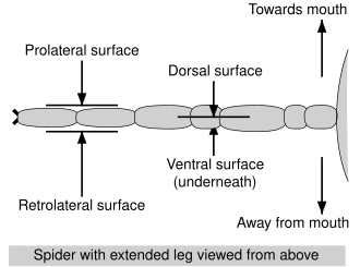 Terminology of appendage surfaces Spider surfaces labelled en.svg