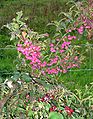 European Spindle shrub yielding fruits near Buschhoven