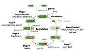 Thumbnail for Sporulation in Bacillus subtilis