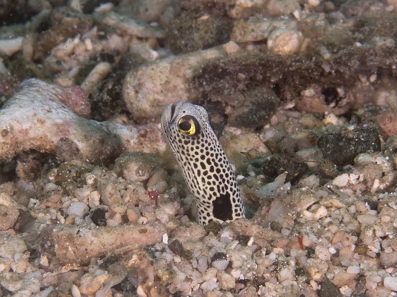 File:Spotted garden eel (Heteroconger hassi).jpg