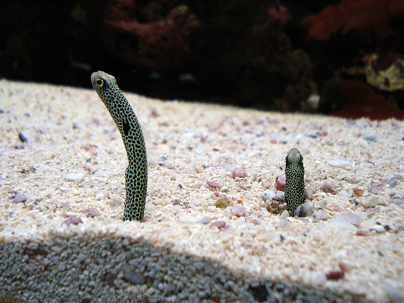 File:Spotted garden eels at the Seattle Aquarium.jpg