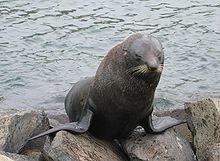Squinting seal.jpeg