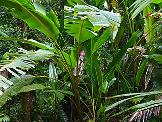 <i>Musa campestris</i> Species of flowering plant