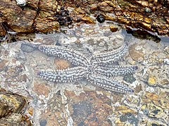 File:Starfish south Africa.jpg (Category:Asteroidea)