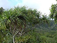 Starr 030729-0016 Pandanus tectorius.jpg