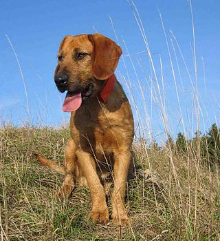 <span class="mw-page-title-main">Styrian Coarse-haired Hound</span> Dog breed