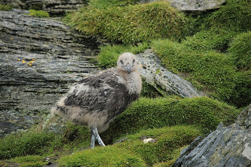 File:Stercorarius antarcticus -Shingle Cove, Coronation Island, South Orkneys, British Antarctic Territory -chick-8.jpg