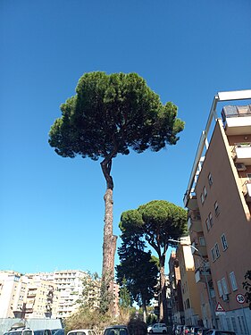 Stone pine in Rome