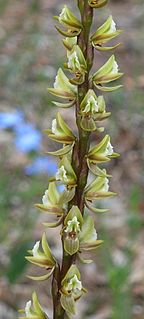 <i>Prasophyllum elatum</i> species of plant