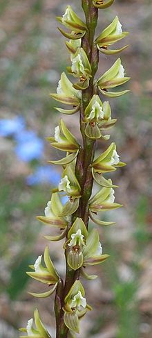 Strettle Road Reserve prasophyllum elatum.jpg 