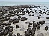 Sharkbay'daki stromatolitler.jpg