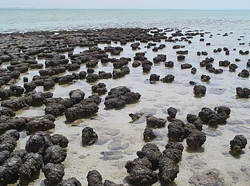 Modern stromatolites in Shark Bay, created by photosynthetic cyanobacteria.