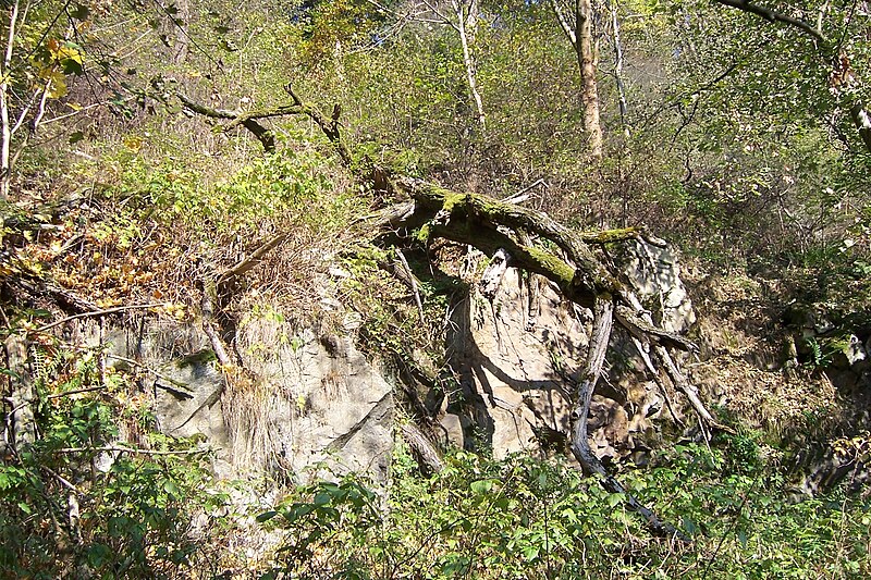 File:Suťový les.jpg