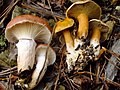 Suillus bovinus & Gomphidius roseus