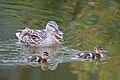Sunday ducks (48455241436).jpg