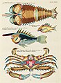 Surreal illustration of fishes and crabs found in Moluccas (Indonesia) and the East Indies by Louis Renard, digitally enhanced by rawpixel-com 92.jpg