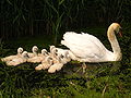 Swan with nine cygnets 1.jpg