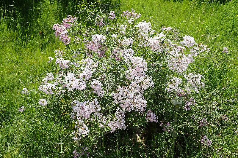 File:Syringa persica kz4.jpg