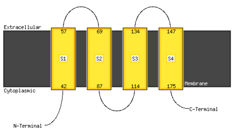 File:TMEM125Topology.png