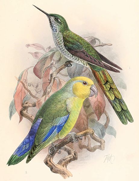 File:Taphrolesbia griseiventris & Forpus xanthops 1895.jpg