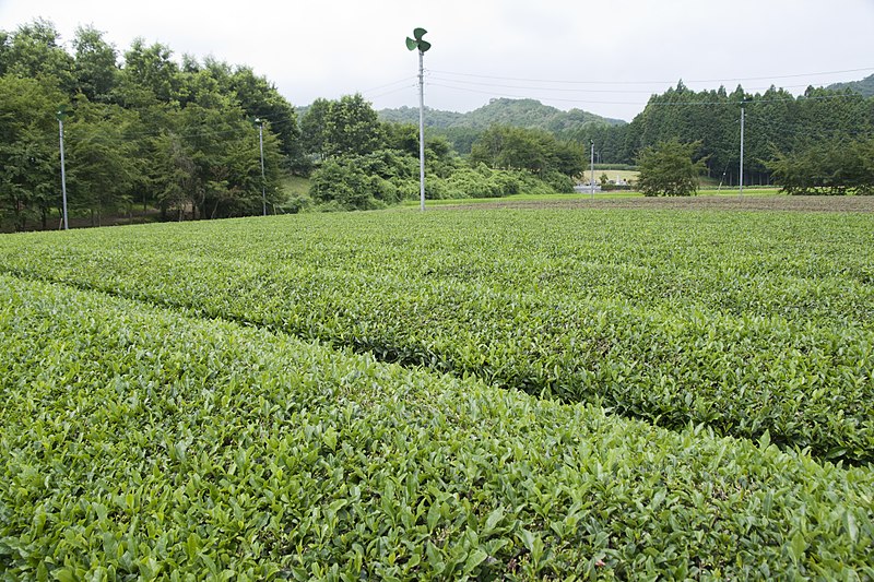 File:Tea field in Shirosato, Ibaraki 01.jpg