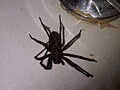 Massive spider thank scared my loved one