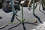 Teguise Guatiza - Jardin - Euphorbia waterbergensis 02 ies.jpg