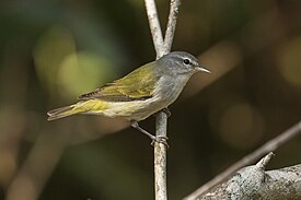 Зелёный пеночковый певун (Leiothlypis peregrina)