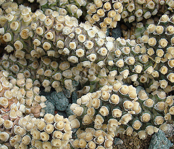 File:Tephrocactus molinensis (8414961065).jpg