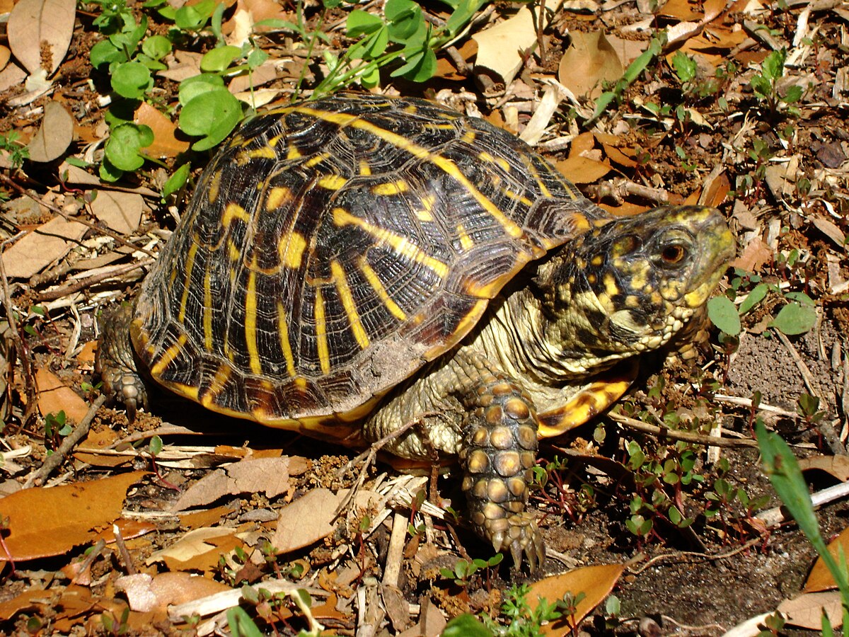 smallest turtle to have as a pet