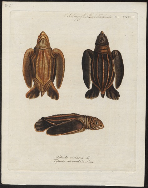File:Testudo coriacea - 1700-1880 - Print - Iconographia Zoologica - Special Collections University of Amsterdam - UBA01 IZ11600233.tif