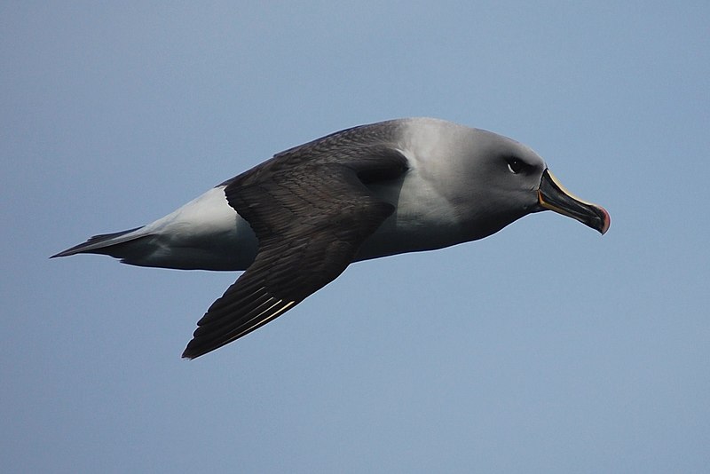 File:Thalassarche chrysostoma -Southern Ocean, Drakes Passage -flying-8.jpg