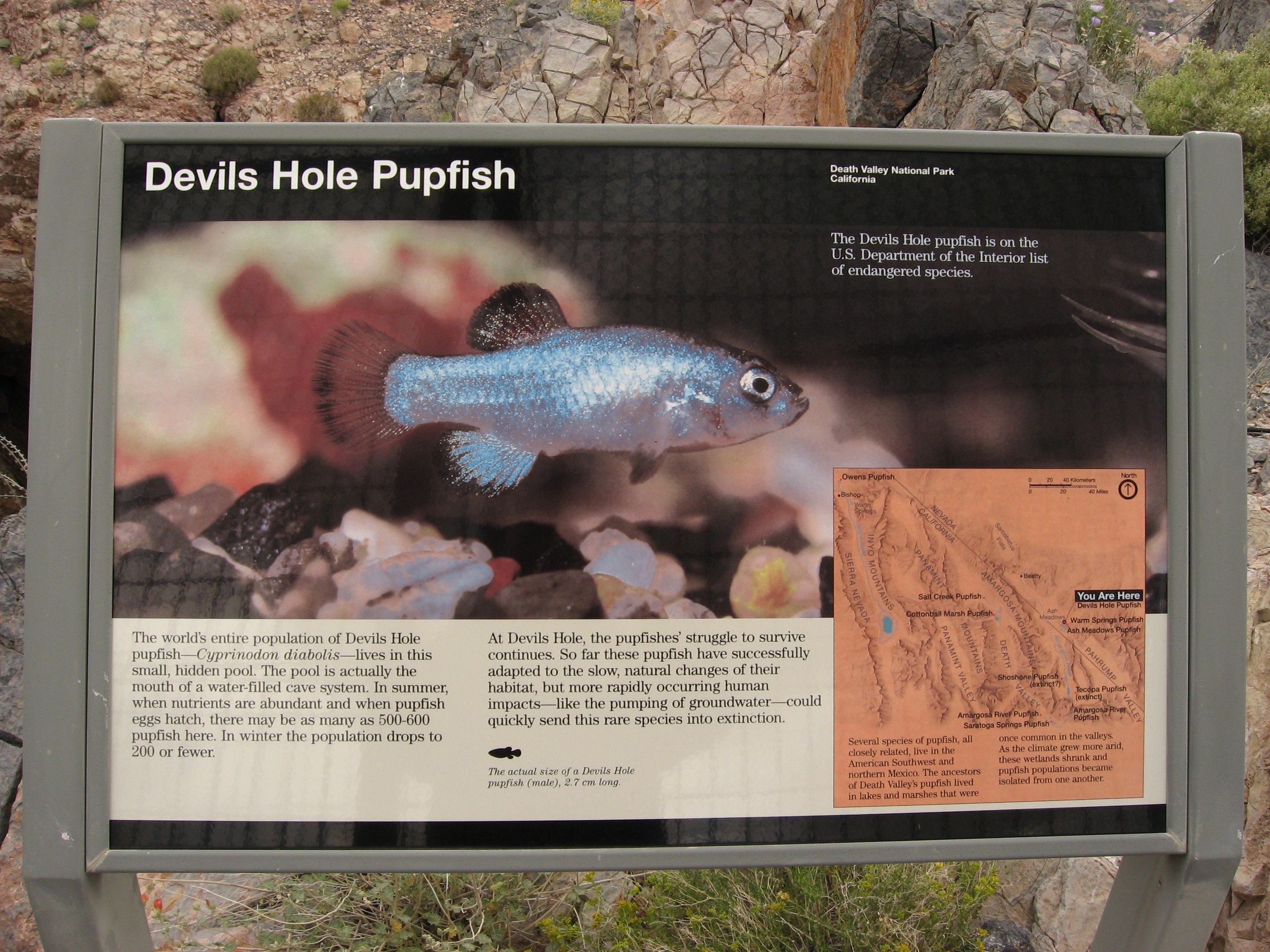 Hope Rises for Endangered Devils Hole Pupfish as Population Surges