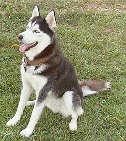 Siberian Husky - Simple English 