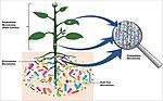 Miniatura para Microbiota