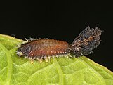 Thistle beetle with its shield