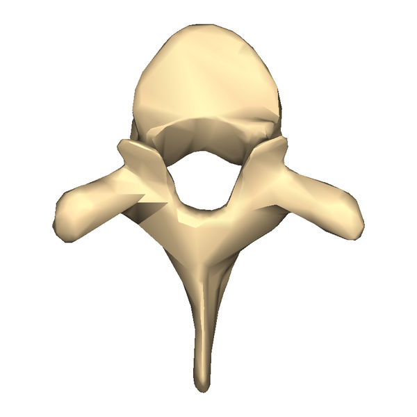 File:Thoracic vertebra 3 close-up superior surface.png